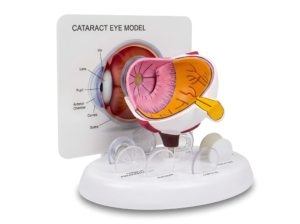 Eye Model